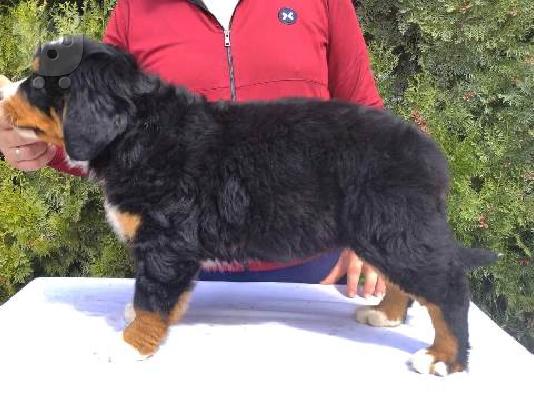 Κουτάβια σκυλιών του βουνού Bernese